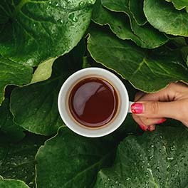Sencha